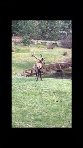 Elk Grazing in Downtown Estes Park | Peaceful Wildlife Moment in Colorado