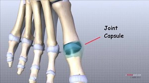 53K views · 342 reactions | Foot Anatomy ... | Physiotherapy DPT | Facebook
