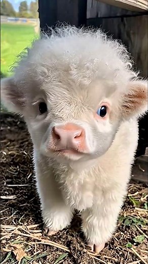 “Mini Highland Cows: ? #animalfacts​ #viralvideo​ #facts​ #wildliferescue​ #animal #cow #wildlife​