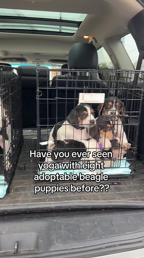 Our adoptable foster beagle puppies bad a great time at puppy yoga @Lonerider ! Several pups from this litter are still looking for loving homes, you can apply to adopt here: tribeagles.org/adopt #beagle #beagles #beaglepuppy #houndhouse #beagletok #fieldofdandelions #dogtok #yogawithpuppies