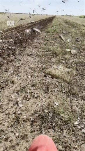 22K views · 156 reactions | A locust outbreak in western Queensland could reach plague conditions in spring, with experts warning all it would take is a little more rain. A taskforce has been formed in Longreach as local authorities and graziers race to manage the outbreak.  by Grace Nakamura  by Sarah Richards Personalise your news & stay in the know with the ABC NEWS app: https://ab.co/abcnewsapp #ABCNews #Queensland #Locusts | ABC Western Queensland | Facebook