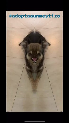 Adopta a un perro mestizo, su belleza es única #simetria #simetriachallenge #simetría #noabandones #adoptadog