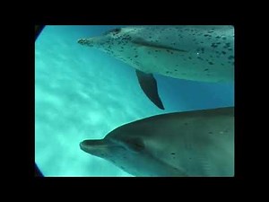 Wild Dolphins playing with humans.