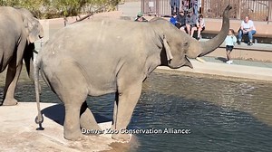 Did you know Toyota Elephant Passage is one of the largest and most complex elephant habitats in North America? 🐘 Spanning 10 acres with more than two miles of interconnected trails, TEP was designed specifically to care for and study bull elephants. It features pools for swimming, mud wallows, scratching trees, and a 20-ton elephant bridge. It’s also home to a greater one-horned rhino, gibbons, otters, cats, reptiles and more. We think it’s one of the best zoo exhibits in the country. Help us