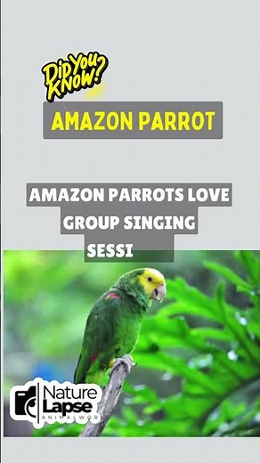 Amazon Parrots: Nature's Singing Sensations!