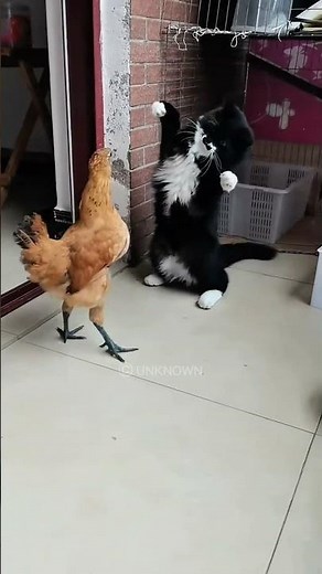 Rooster Fights Back Against Cat😂