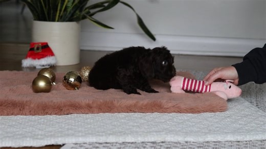 Cockapoo puppy for sale