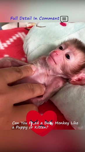 89K views · 964 reactions | #BabyMonkey #CuteMonkey #MonkeyLover #MonkeyLife #AdorableMonkey #MonkeyLove #LittleMonkey #FunnyMonkey #WildlifePhotography #PrimateLove #AnimalLover #RescueMonkeys #JungleVibes #NatureLover #WildlifeLover #ExoticPets | The Best Moment Us | Facebook
