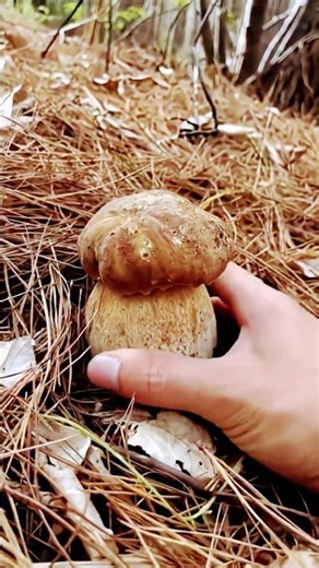 Il Fascino dei Porcini, un’Emozione da Vivere. #shortvideo #nature #funghi.
