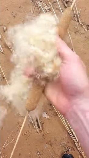 Exploding corn dog plant