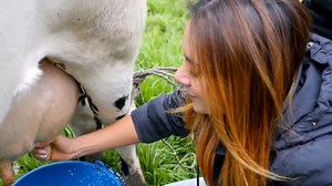 Johana Fadul - Ordeñando Vacas!!! | Johanna Fadul