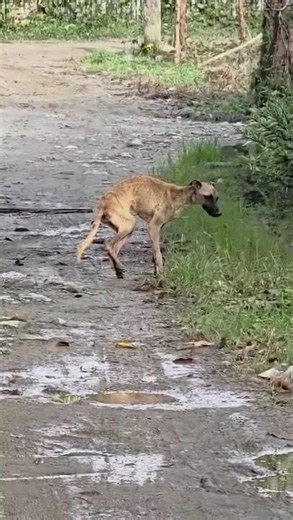 Minutes From Collapsing, This Starving Dumped Pup W/ 1/9 Body Score Needs URGENT Help [STORY BELOW]