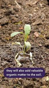11K views · 97 reactions | Ben shows us how to make biodegradable pots from many household resources, be greener than ever this spring! | GrowVeg | Facebook