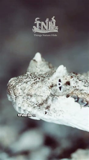 This Snake Is Faking It (Watch Closely)