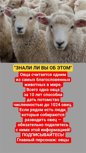 Овца — самое плодовитое животное #факты #животные #ферма #знания