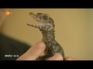 Süßes Babykrokodil! Sweet Baby crocodile!