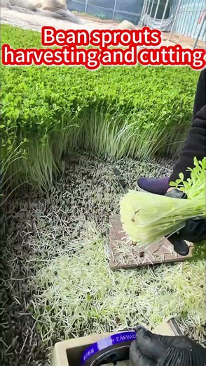Fresh Bean Sprouts Cutting Magic, Crisp Flavor 沉浸式切豆苗蔬菜畫面太舒服，鮮嫩爽脆一口清香