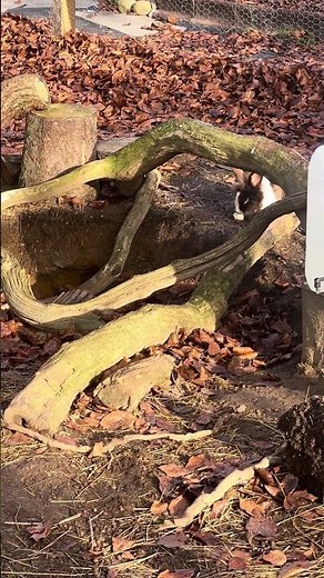 Bath Time Bunny – Splash, Fluff, and Clean 🧼🐰