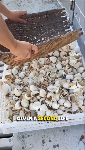 1.6K views | Egg Shells Powder use in Beauty Products 勞 | Mega moments | Facebook