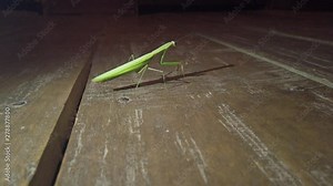 Close up of Praying Mantis walking in interior brown wood floor. Full body of Mantis Religiosa with artificial lights.