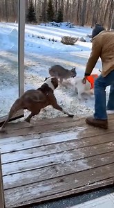 267K views · 454 reactions | Pitbull breaks through panoramic glass to attack a bobcat and save a goat! #bobcatattack #goatrescue #wildlife #wildanimals #shockingmoment | Lifeline Souls | Facebook
