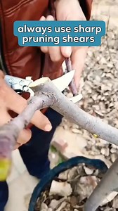 520K views · 2.2K reactions | always use sharp pruning shears | Ichsan Agro Family | Facebook