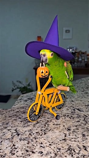 Cycling parrot #parrot #parrots #pets #animals #animalshorts #cycling #cyclist #bike #bikelife #meme