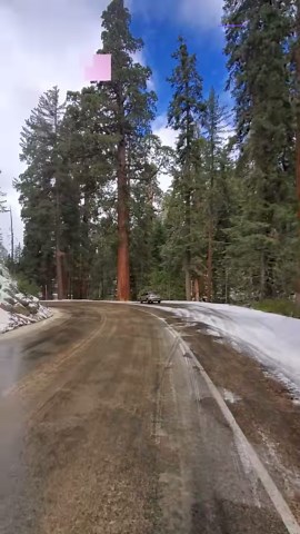 427K views · 3.1K reactions | Giant Sequoias next to a car. Most of these trees are well over 100 feet high! This drive is right by an area called Big Stump Grove. Let me know if you've been here! #sequoianationalpark #sequoia #gianttrees #usnationalparks #kingscanyonnationalpark | The Nature Seeker | Facebook