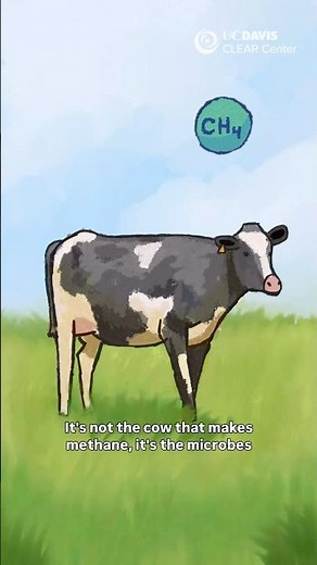 How is Methane Gas Produced in a Cow Stomach?