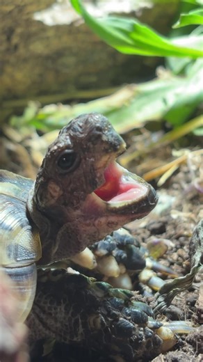 Good Morning from Sheila: A Tortoise's Yawning Delight