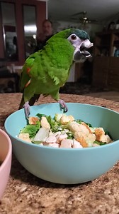 APR All Parrot Rescue on Reels
