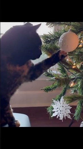 The FUNNIEST CAT Shorts Ever! | PART 1