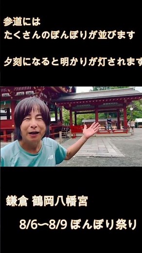 白井貴子 鶴岡八幡宮 ぼんぼり祭り告知 YouTube short #ぼんぼり祭り #鶴岡八幡宮 #白井貴子
