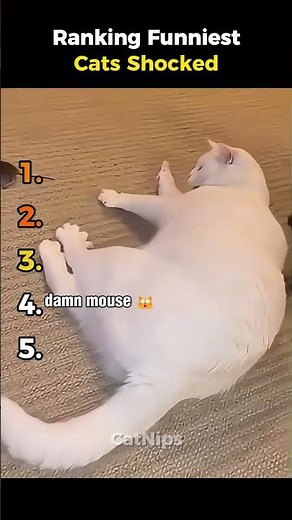 Rangking Funniest Cats Shocked 🐱😱