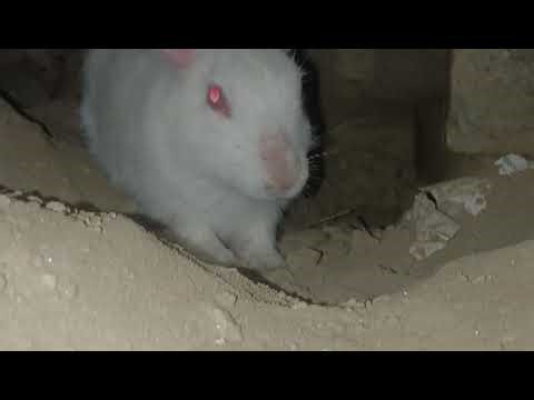 “Shortest Rabbit Video on YouTube 🐇 | 1 Second Bunny #Shorts”