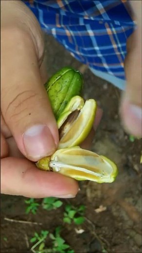 Árbol de chicle, árbol del chilte, árbol de látex, 𝑪𝒏𝒊𝒅𝒐𝒔𝒄𝒐𝒍𝒖𝒔 𝒕𝒆𝒑𝒊𝒒𝒖𝒆𝒏𝒔𝒊𝒔.