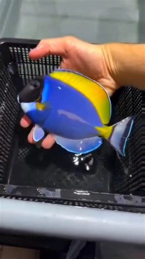 #bluetang #bluetangfish #saltwaterfishing #saltwaterfish | 𝐒.𝐌 𝐅𝐢𝐬𝐡 𝐂𝐫𝐞𝐚𝐭𝐢𝐨𝐧