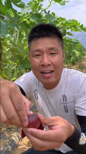 Fresh Natural Figs Farming Harvesting #Agriculture #Fruit #FruitFarming #FruitHarvest #Farmer