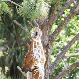 Kayak Through This Incredible Zoo This is the only zoo in the US that you can kayak through | LOST iN