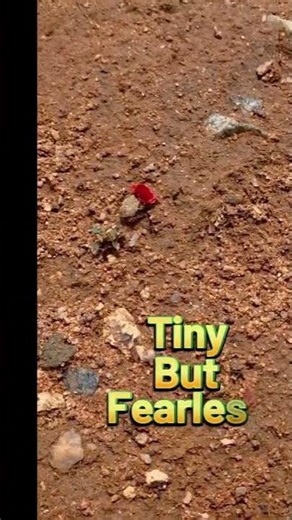 Tiny, but fearless, Helen TV, African Wisdom, Untold History, Nature, Wildlife Animals