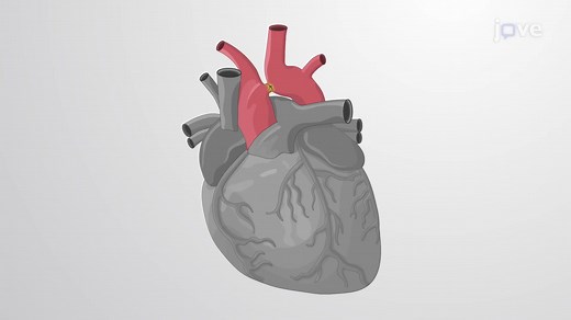 Video: Transverse Aortic Arch Banding in Mouse Model: A Minimally Invasive Technique in Mice for Induction of High Pressure in the Left Ventricle - Experiment