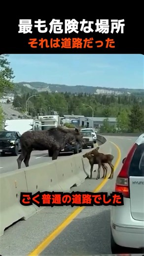 道路に取り残された子ヘラジカ