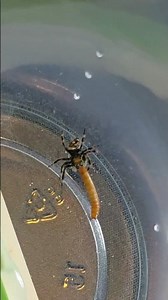When taking down a mealworm, these jumping spiders look like they are wrestling the worm #spider