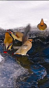 BOHEMIAN WAXWING . . . Follow for more Share for more Birds_clicks2000 . . . . . . . #birds #bird #nature #birdsofinstagram #wildlife #birdphotography #naturephotography #wildlifephotography #photography #birdwatching #birdlovers #animals #best #birding #of #ig #captures #naturelovers #perfection #love #canon #birdstagram #photooftheday #aves #parrots #nikon #art #instagram #birdlife #bohemianwaxwing | BirdFlix