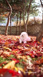 1.7M views · 188K reactions | Dogs are what families are thankful for  Happy Thanksgiving from us at FouFou Puppies 旅 Aspen is one gorgeous Pom  #whitepomeranian #pommy #teacuppuppies #thanksgiving #thanksgivingdecor | Foufou's Teacup Puppies | Facebook