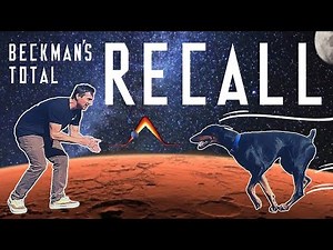 Getting your dog to COME every time - Real world RECALL.