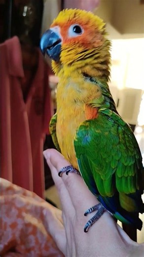 #DreamTrackAI Cute Sunny the Sun Conure chick loves me a lot.