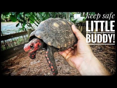 What is a SAFE Tort Size vs PREDATORS?