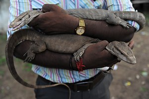 4 Men Gang Raped a Protected Monitor Lizard. Experts Explain Why.