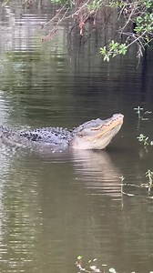 Volume UP! Gator growl. American Alligator (aka: big lizard) Circle B Bar Reserve © 2025 Kevin McFadden - All Rights Reserved | Kevin McFadden Photography